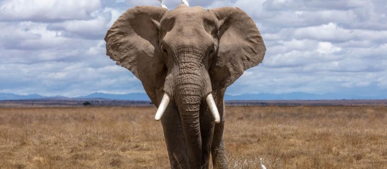 african elephant 2