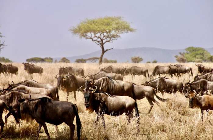 Serengeti national park wildlife