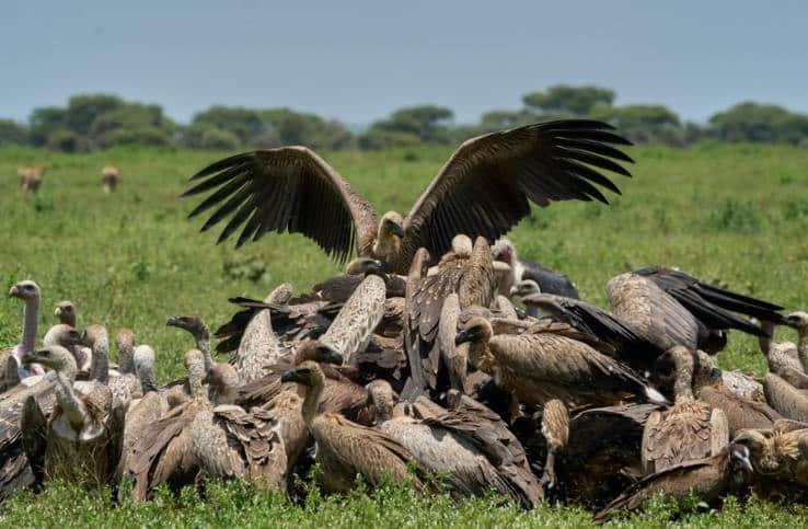 vultures in the serengeti
