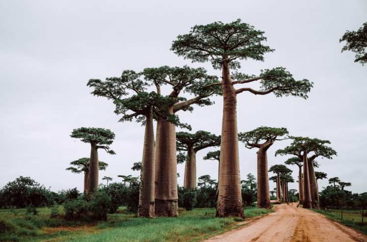 What is Madagascar famous for