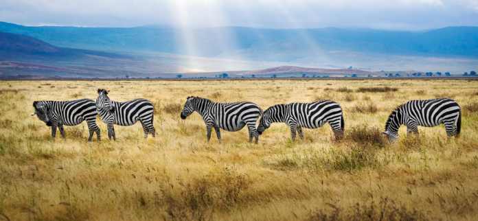 Tanzania Travel Requirements & What To Visit - The Ultimate Guide