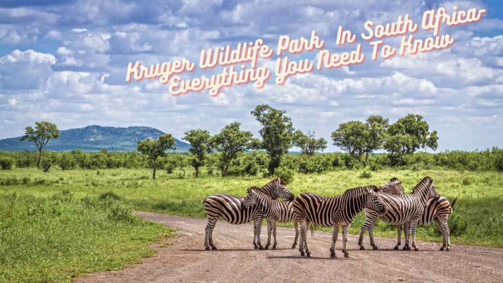 Kruger Wildlife Park South Africa- Everything You Need To Know