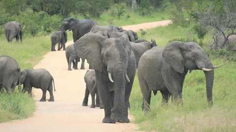 elephants-in-Krugar-National-Park