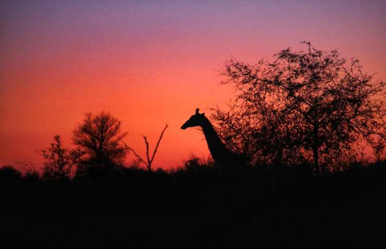 Kruger wildlife park South Africa