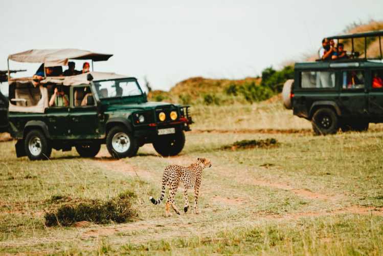 safari-jeeps