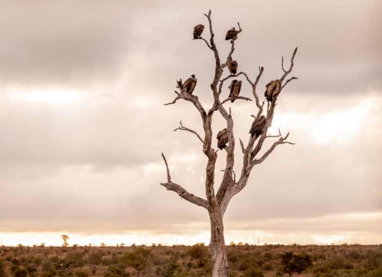 vultures-africa-1