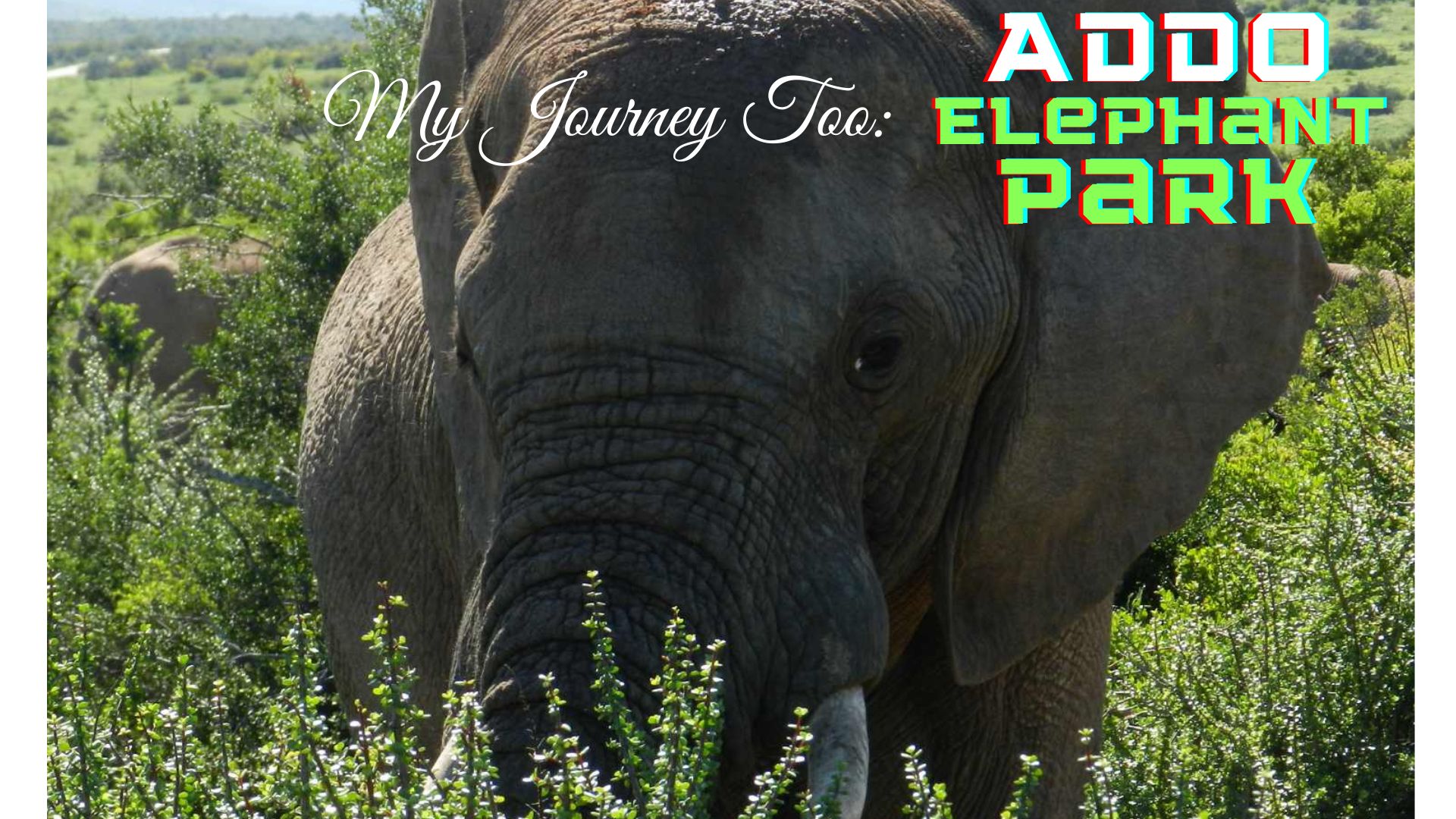 ADDO Elephant Park
