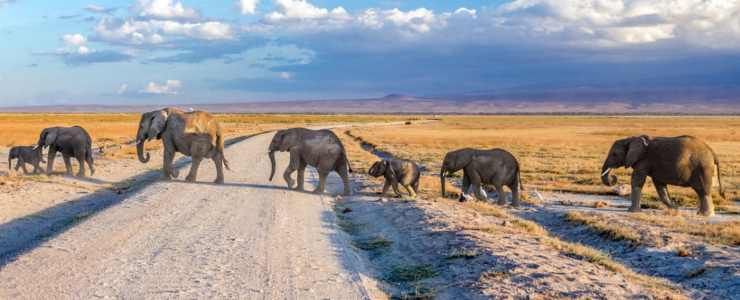 the big five animals of south africa