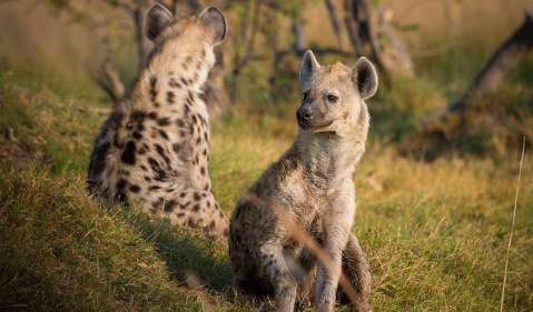 facts on hyenas
