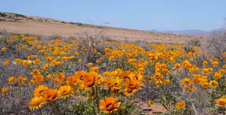 Namaqua National Park In South Africa-What To Do And Accommodation