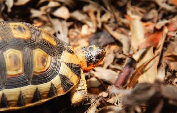 angulate-tortoise