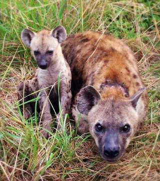 hyena and young