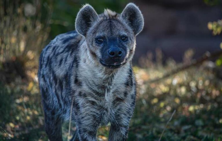 15 Fun Facts On Hyenas - The Most Misunderstood Animals Of The Savanna