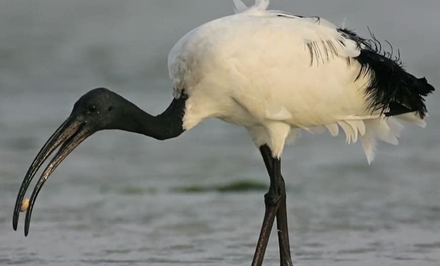 african-sacred-ibis