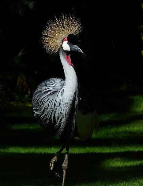 gray-crowned-crane-1