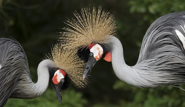 beautiful exotic birds of Africa