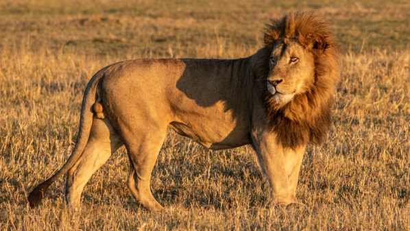 karoo national park lion