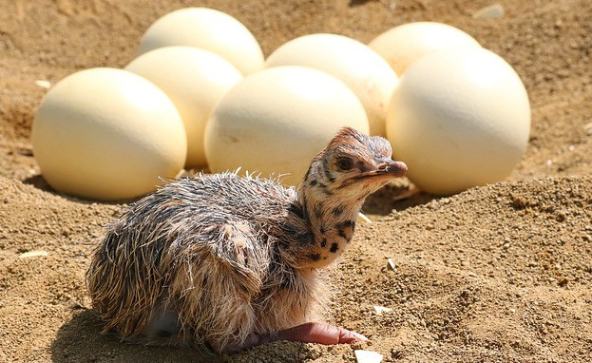 ostrich-eggs-and-chick