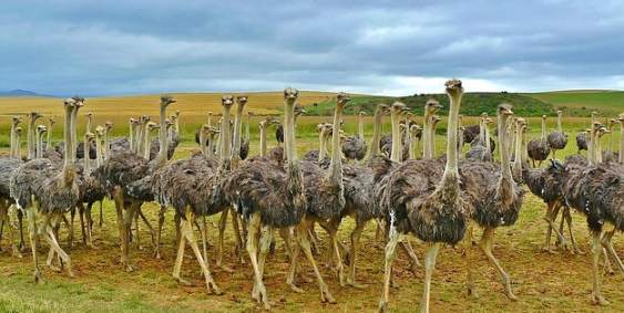 ostrich-group