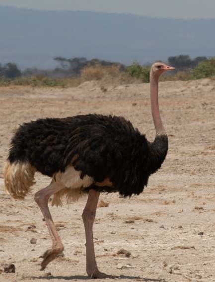 the-largest-bird-in-the-world-the-ostrich-1