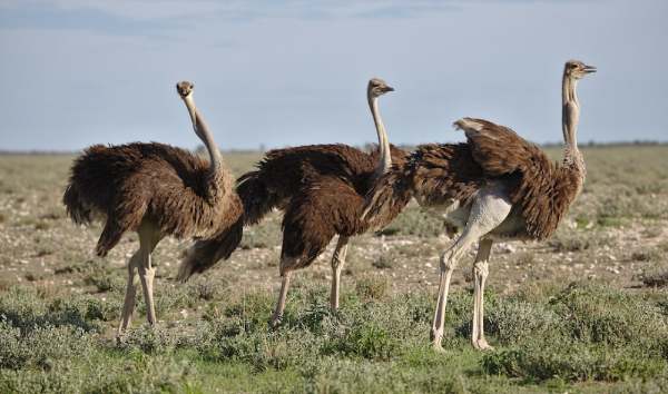 The Largest Bird In The World- 8 Facts On The Ostrich!