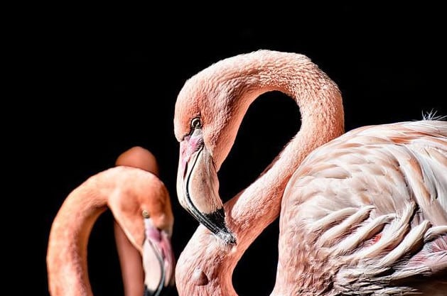 A Breathtaking Top 15 List Of Exotic Birds Of East Africa
