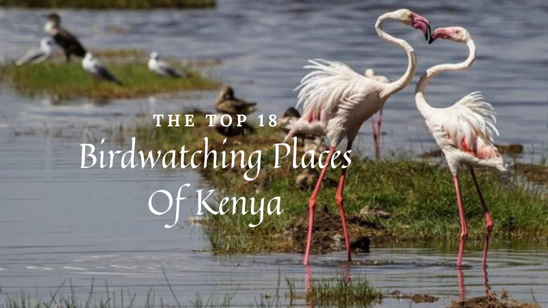 top 18 birdwatching places of Kenya
