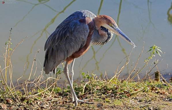 The 16 Best Birds Of Kenya - A Toplist
