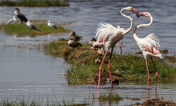 The 10 Most Impressive Birdwatching Places Of Kenya
