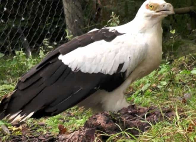 palmnut-vulture