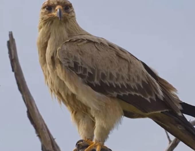 tawny-eagle