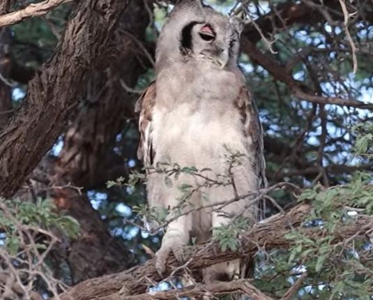 verreauxs-eagle-owl