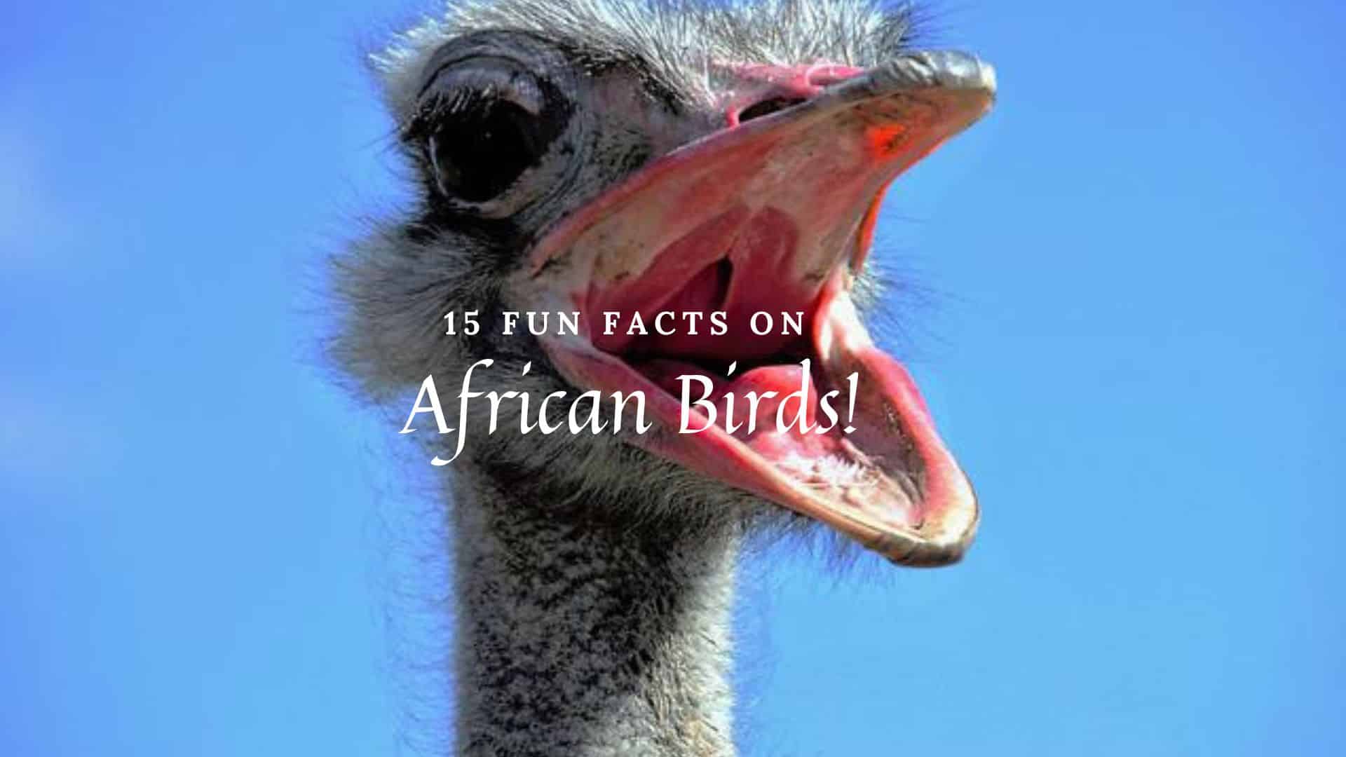 15 fun facts on african birds