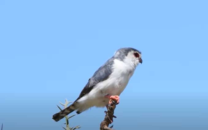 african-pygmee-falcon