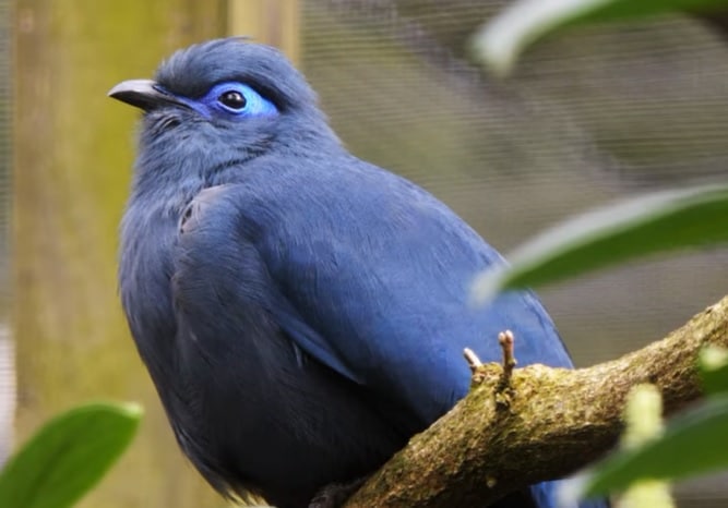 A Top 15 Of Rare Exotic Birds Of Madagascar