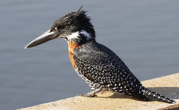 A Top 15 Of Wild Exotic Birds Of The African Jungle