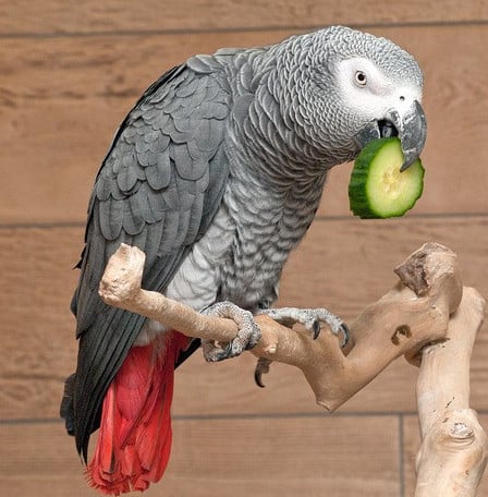 african-grey-bird-eating