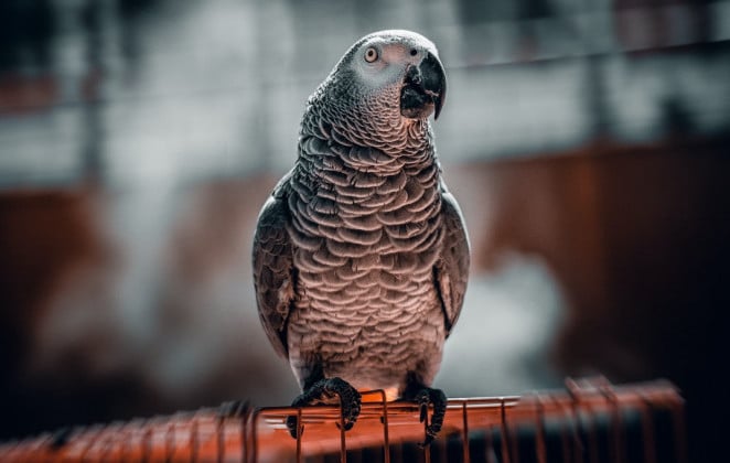The African Grey Bird - 9 Facts And Insights!