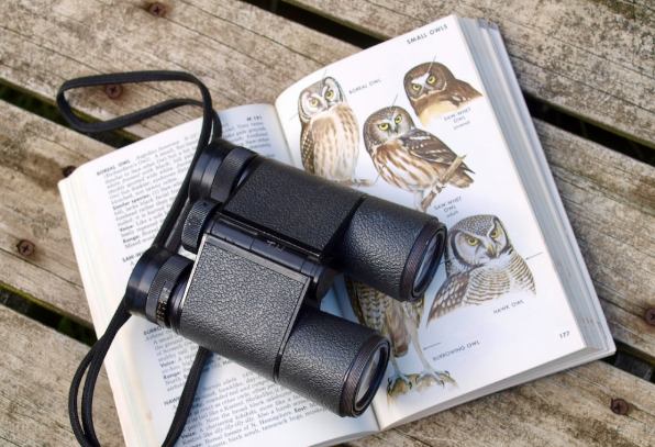 best compact binoculars for birdwatching