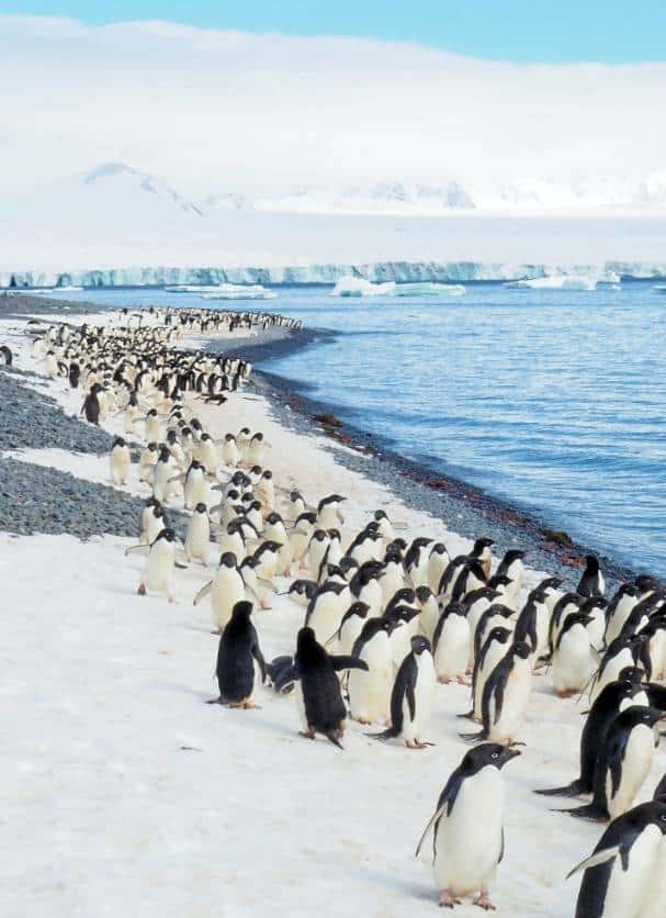 penguins-on-beach