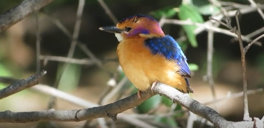 african kingfisher bird