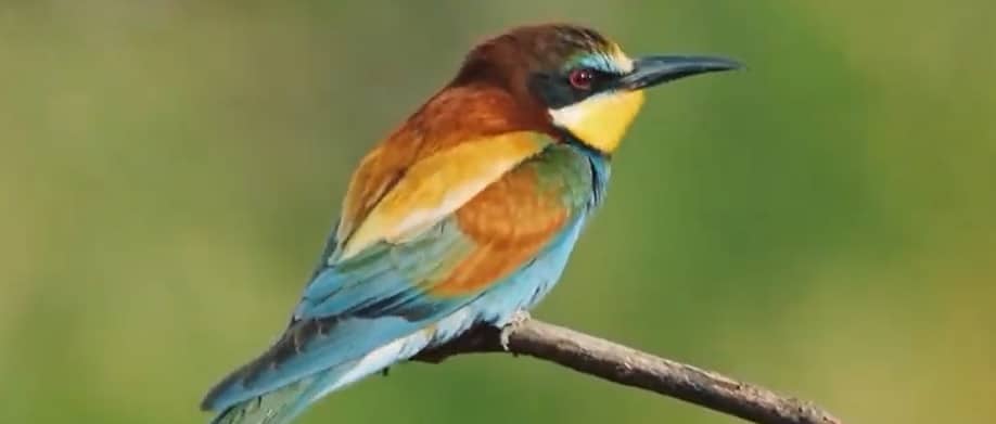 9 Colorful African Birds-The Prettiest Of Them All