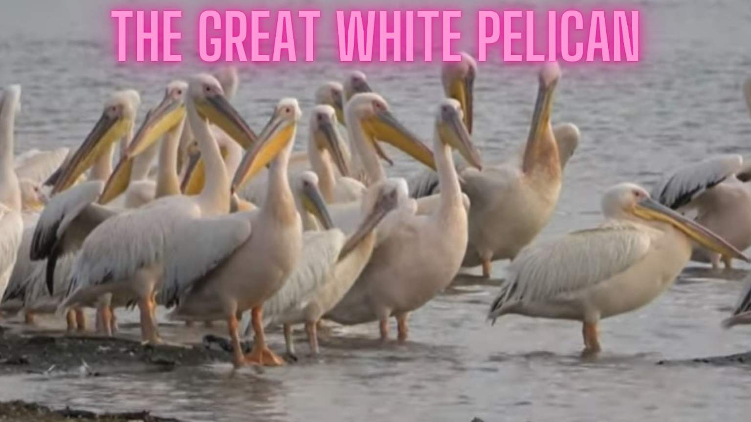 the great white pelican