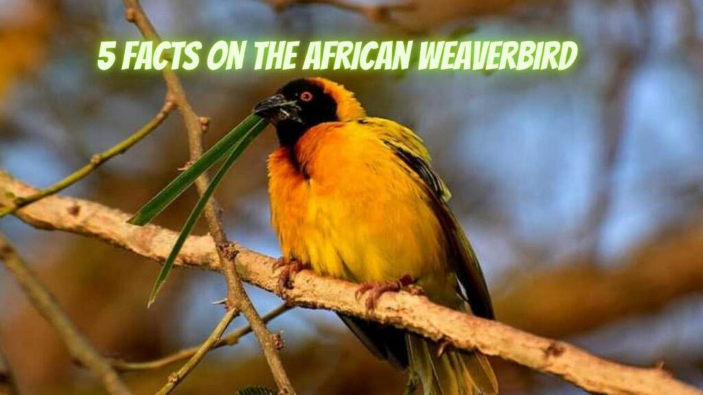 An African Weaverbird - Nature's Great Architects And Builders.
