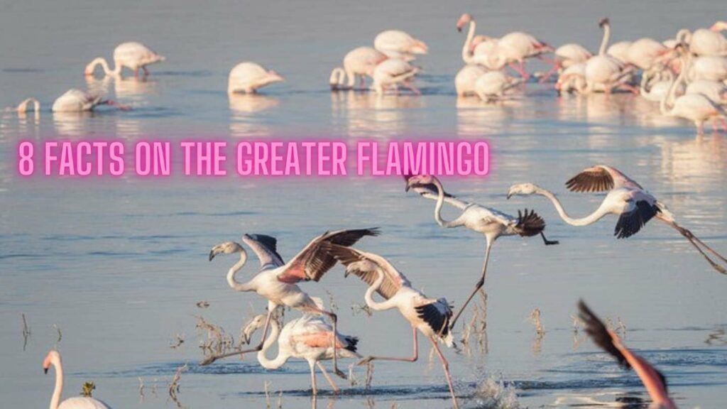 8 Pink Facts On The Greater Flamingo: Actually The Palest Of The Flamingos