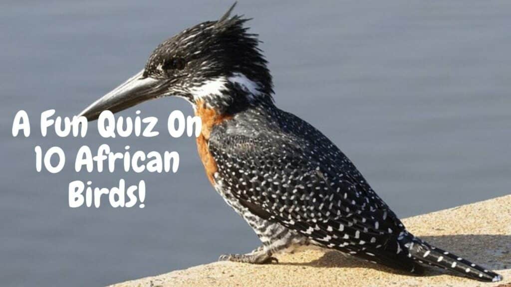 A Fun QUIZ On African Birds Names And Their Top 10 Records!