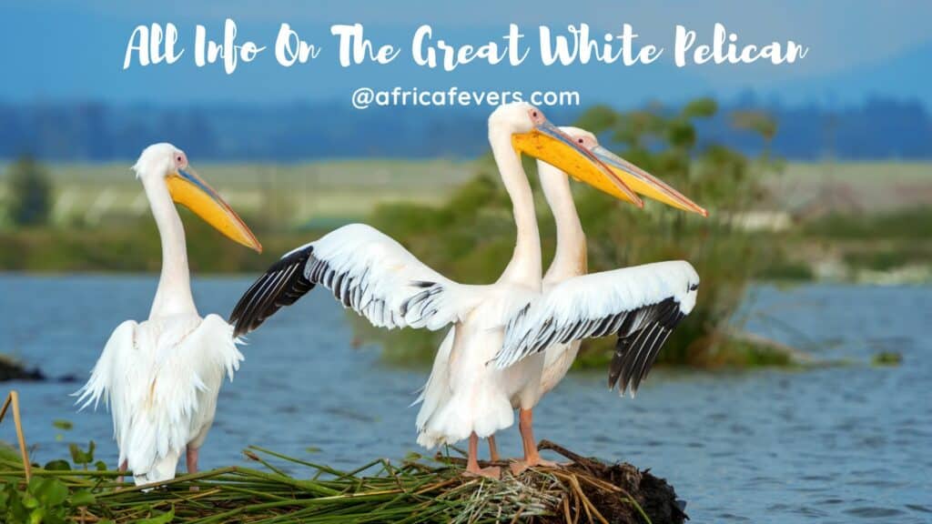 All Info On The Great White Pelican