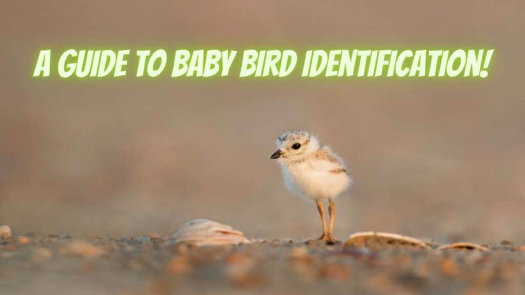 baby bird identification