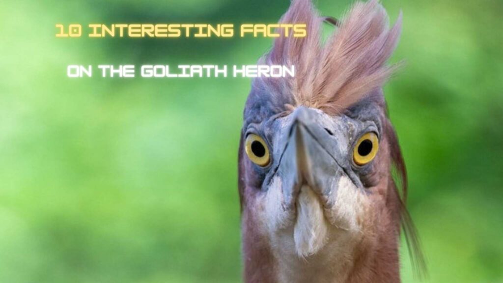 The Goliath Heron Bird - 10 Interesting Facts