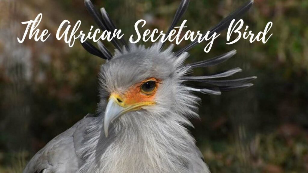 African Secretary bird